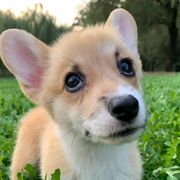 新世纪美少男战士