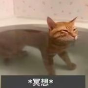 竹秋