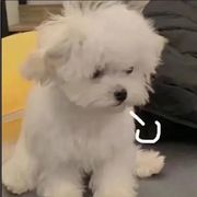 辞