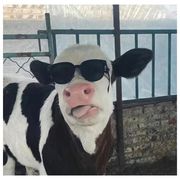 澳大利亚小野牛