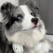 宣皮皮