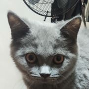 洛奇