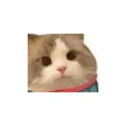 一行白鹭上天青