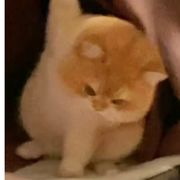 纳尼