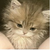 不吃酸葡萄