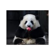 逗猫儿惹爪爪