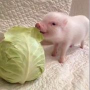 我可莉害了