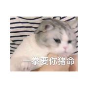 猪哭哭