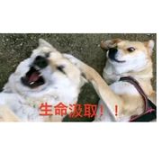 ❆❅中洲❅❆