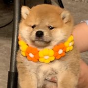 何不下楼楼主