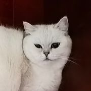 动物井带师。