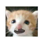 洛克；鸭吉吉它爸