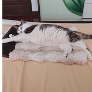 蠢黑是只喵