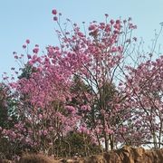 困困鱼