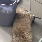 小黑子和超超