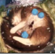 夜
