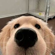 香蕉大水母