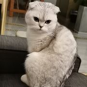 小丑。