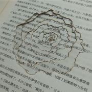 Y是一颗坏鲜葱