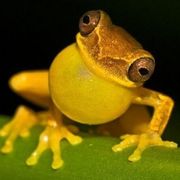 黄蛙