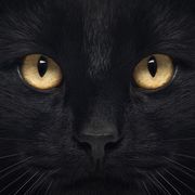 🐈‍⬛黑᳐貓᳐੭（卍）