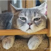 一个没抽到面具的破防玩家