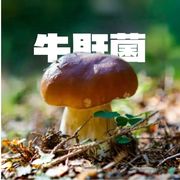 赛博牛肝菌