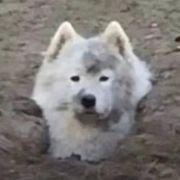 阿烦耶