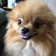 小只的幸福生活