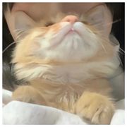 故里