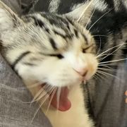 糯米小猪˙Ꙫ˙