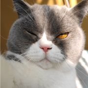暴躁猪咪