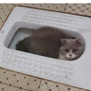 單吊發財