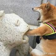 小楼一夜听风雨