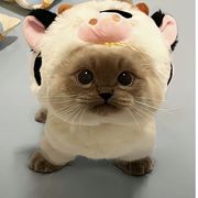 一颗墙头草☘️🍀