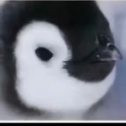 拉垮虎