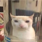 江小橙