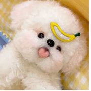 杳鹿
