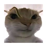神