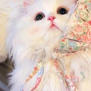 晴天小猪