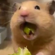 糊糊