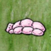 莉莉