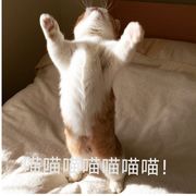 地球圣火猫猫教教主