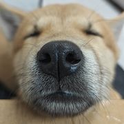 极限拉扯