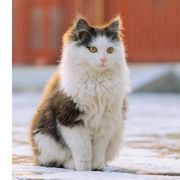 山水路遥思伊人