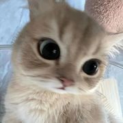 心动