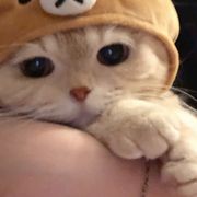抹茶抹茶多吃点