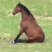 龙蛋小子