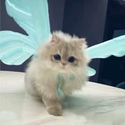 小涵