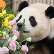 兔沐云间草